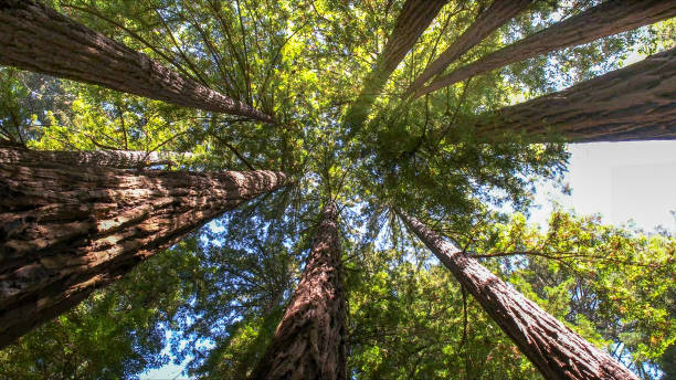 How Our Tree Care Process Works  in  Cornell, WI