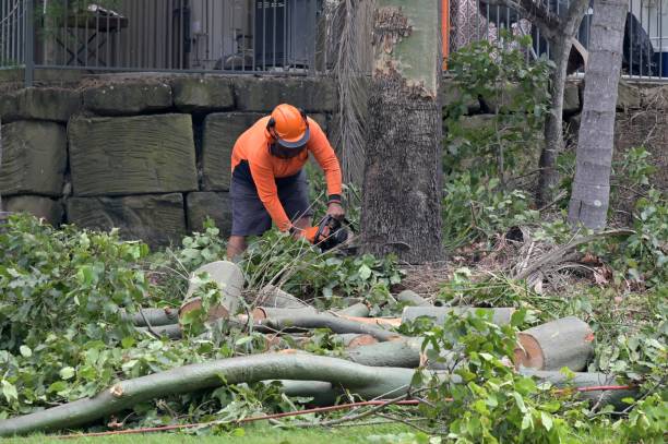 Professional Tree Care Services in Cornell, WI